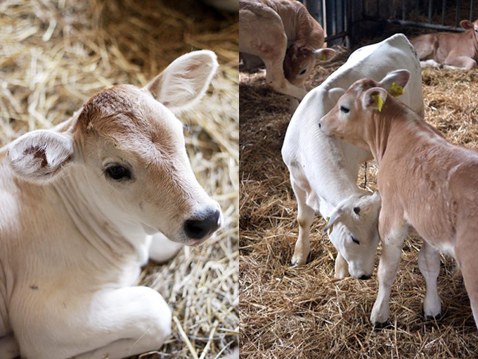 chianina calf