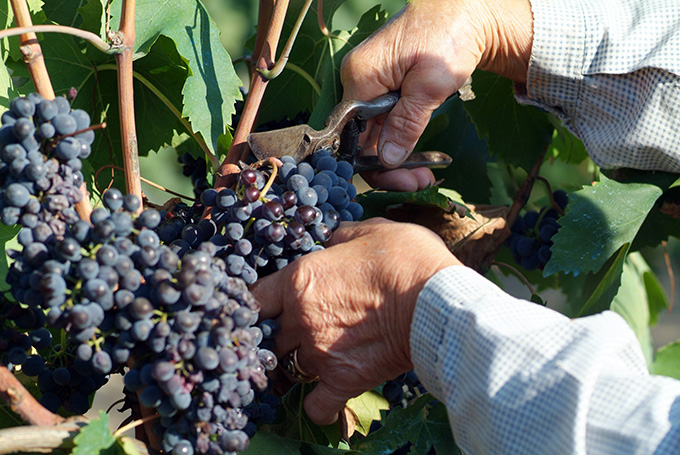 fattoria-poggio-alloro-cantina