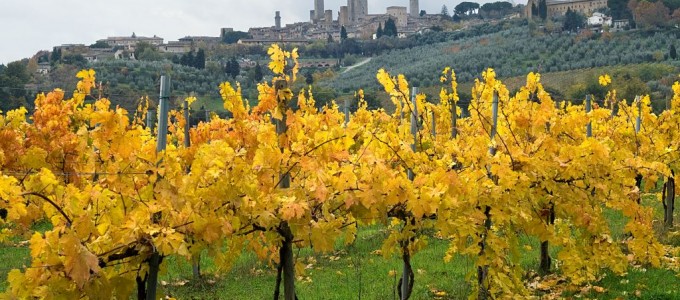 vineyard and San Gimignano.OR1151